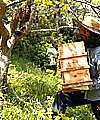 磯部源治の日本蜜蜂捕獲