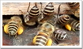 南房総 館山の日本蜜蜂